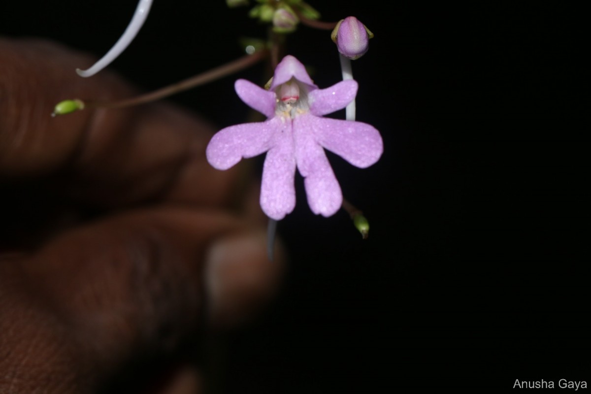 Impatiens lancifolia C.Bandara, Atthanagoda & Kariyawasam
